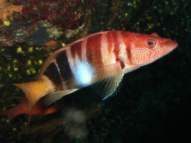 Fauna marina: peces
