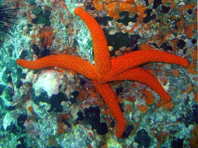 Fauna marina: estrellas de mar