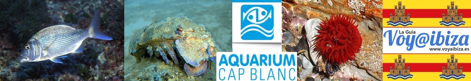 Aquarium Cap Blanc, Ibiza - Eivissa